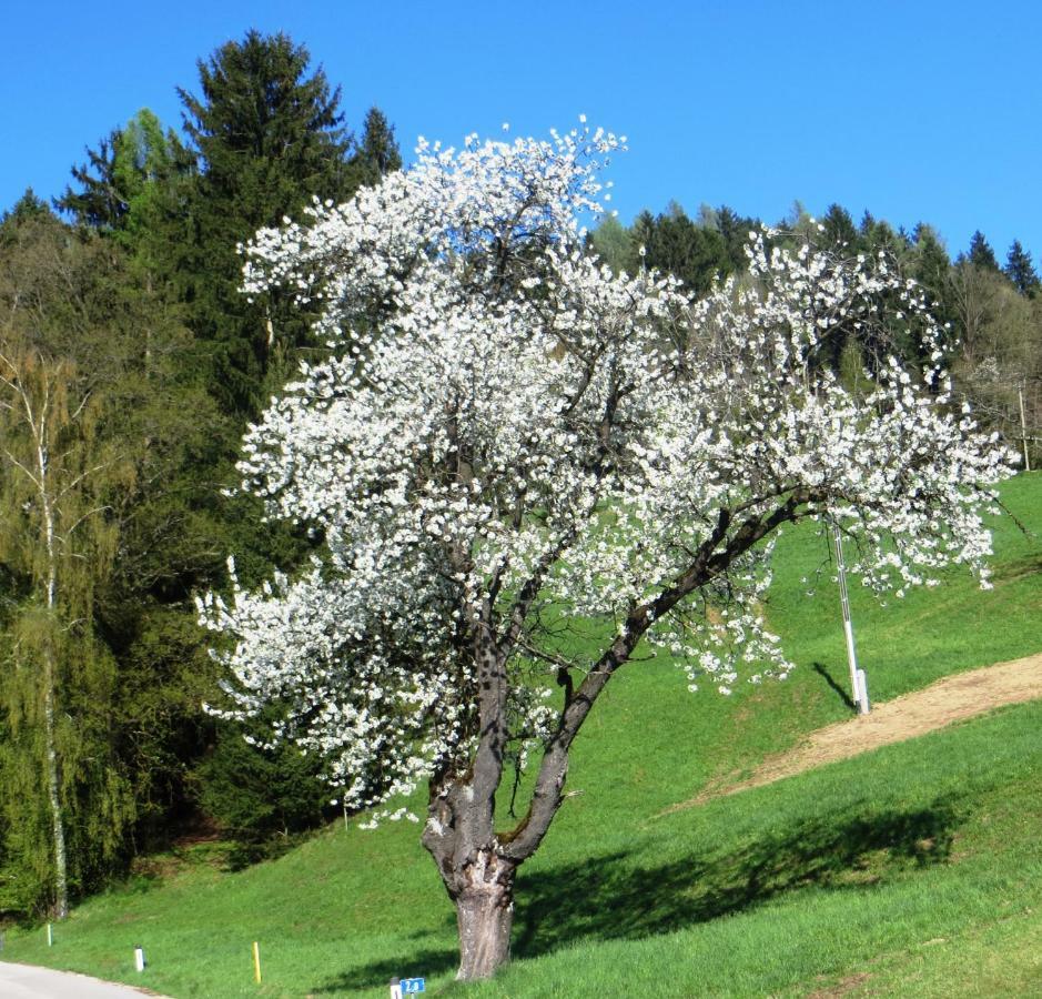 Ferienwohnungen Bauernhof Schilcher Sankt Stefan im Lavanttal Экстерьер фото